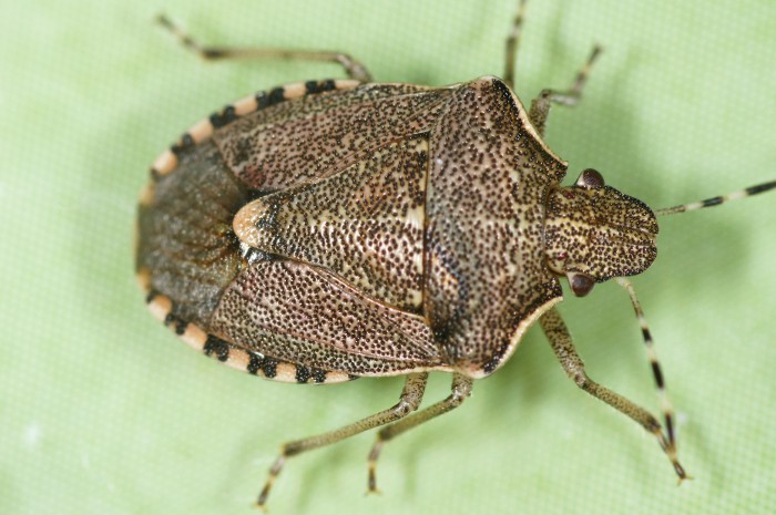 Pentatomidae: Holcostethus albipes della Croazia